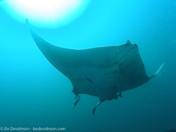 BD-070404-Similan--Manta-birostris-(Walbaum.-1792)-[Giant-manta.-Stillahavsmanta]-4.jpg